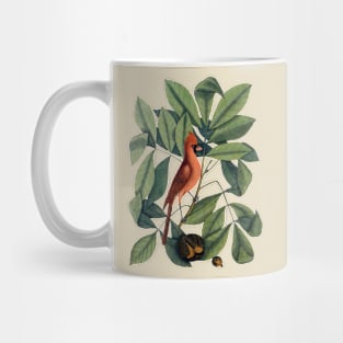 Cardinal Bird Vintage Illustration Mug